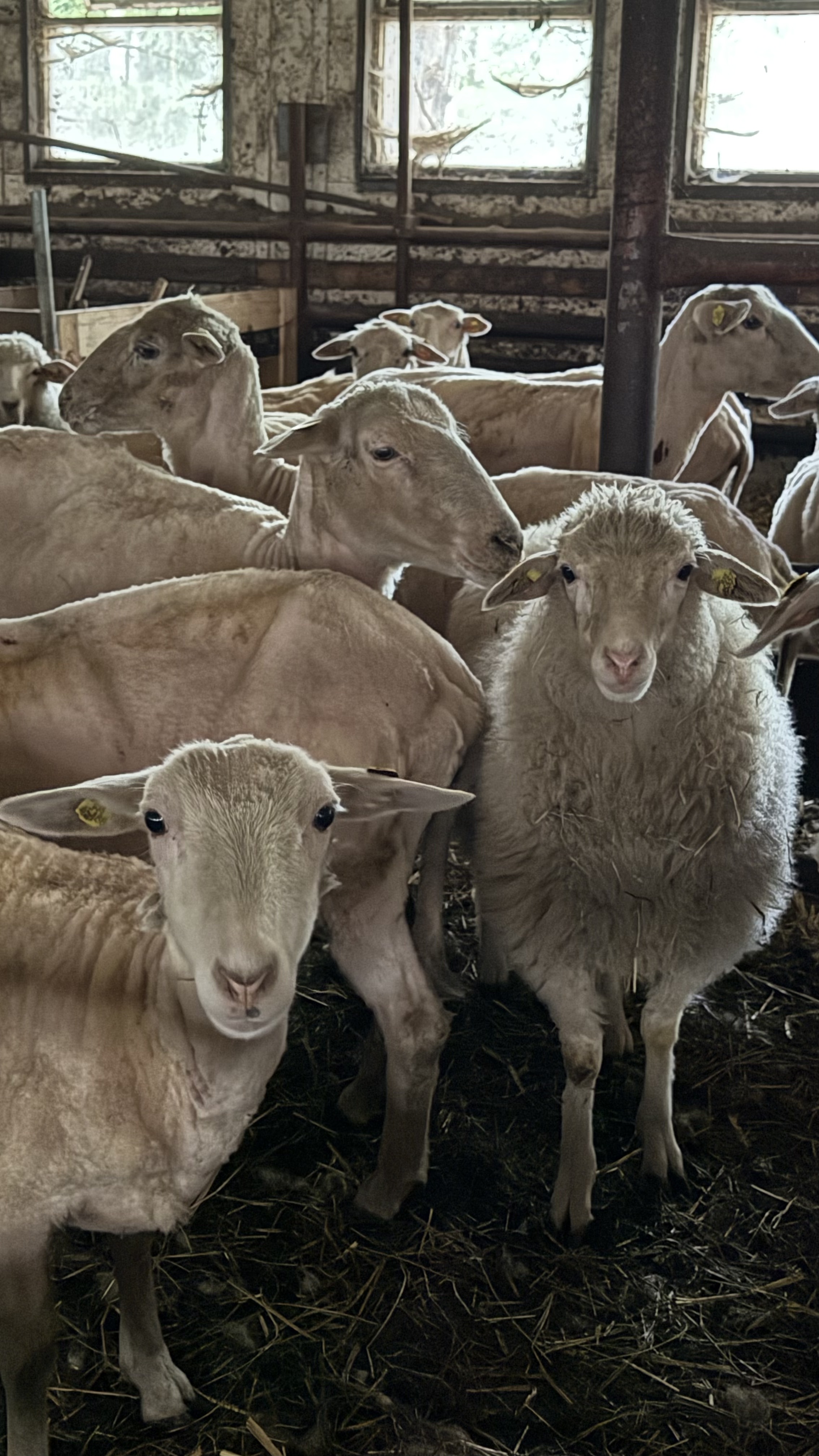 Stříhání ovcí na farmě